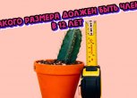 Какой размер полового члена у мальчиков должен быть в 12 лет